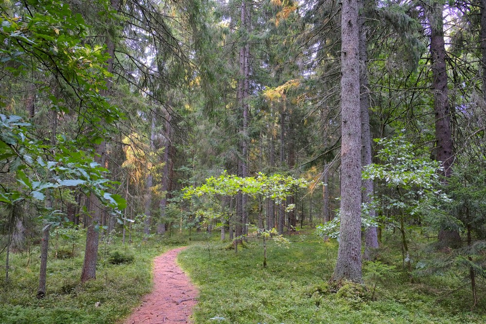 Paplatelė cognitive trail among conifers and leafy shrubs