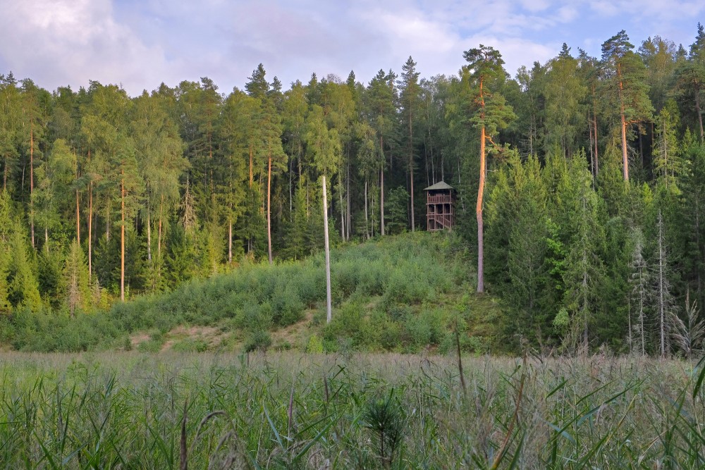 View of an observation tower in the forest above reeds and a meadow