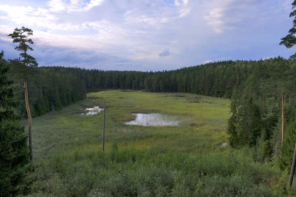 Panoramic landscape with wetlands and forest under a cloudy sky