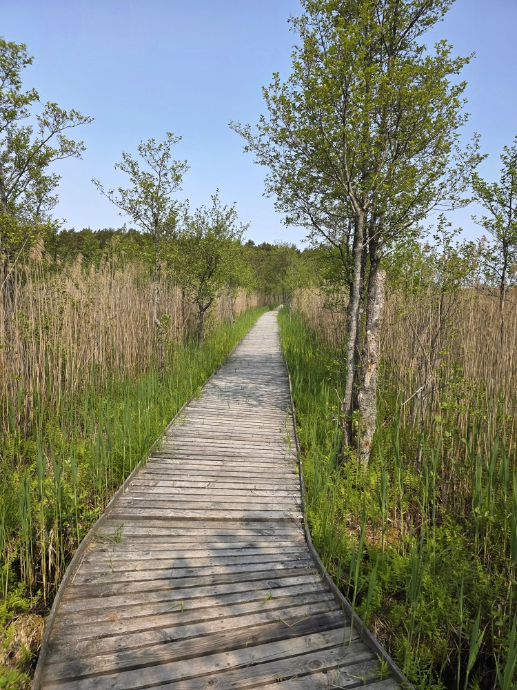 Gājēju laipa Būšnieku ezerā Gājēju laipa Būšnieku ezerā