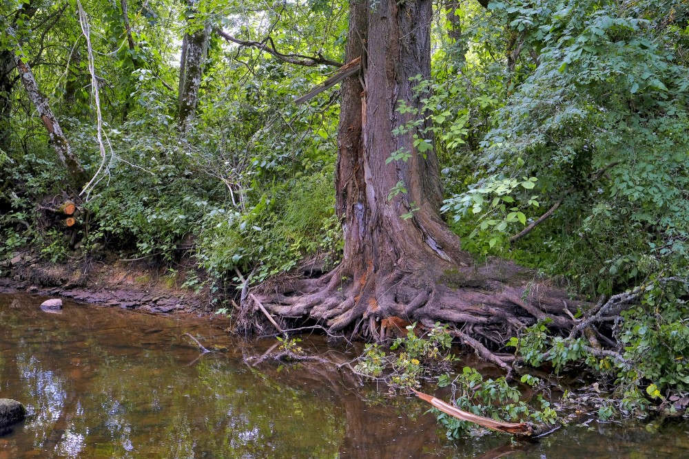 A Tree on the bank of the Vizla River