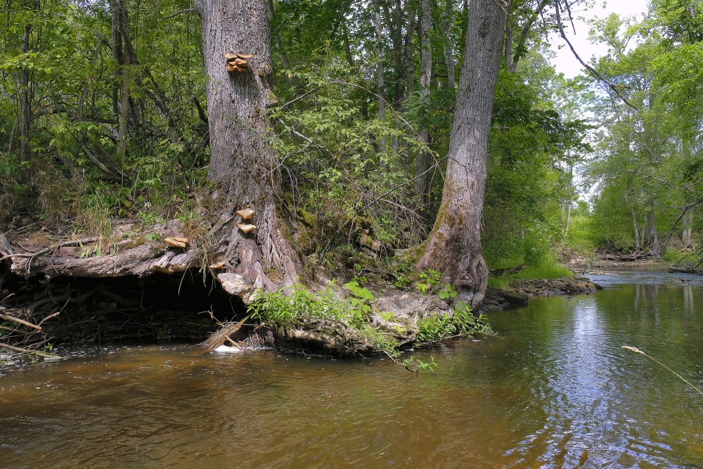 A Tree on the bank of the Vizla River