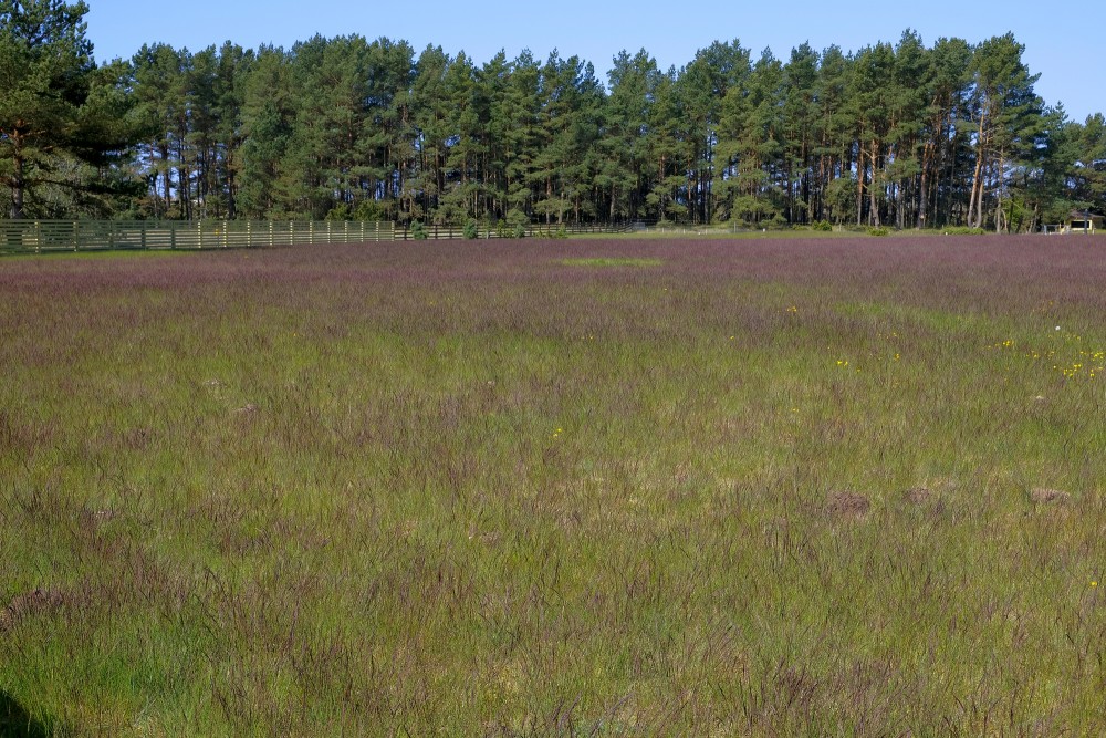 Meadow in Pape Koņi Village
