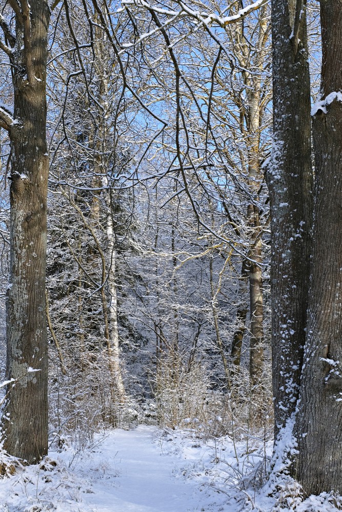 Snowy Trail in Ozolnieki Forest
