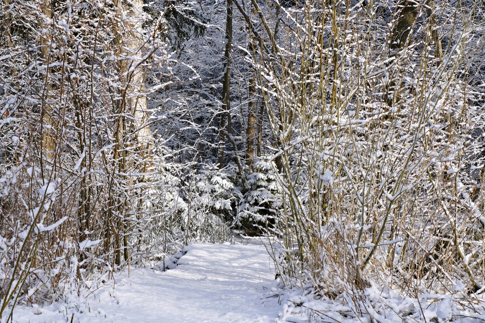 Ozolnieku mežs sniega mētelī