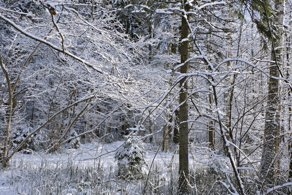 Snowy Ozolnieki forest