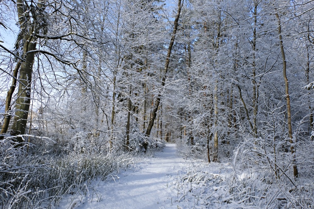 Pa neiestaigātu sniegotu taku Ozolnieku mežā