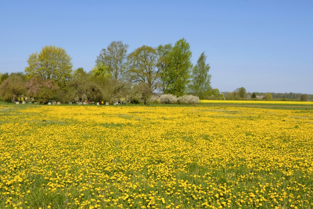 Dandelion Meadow, Flowering Orchard and Beehives