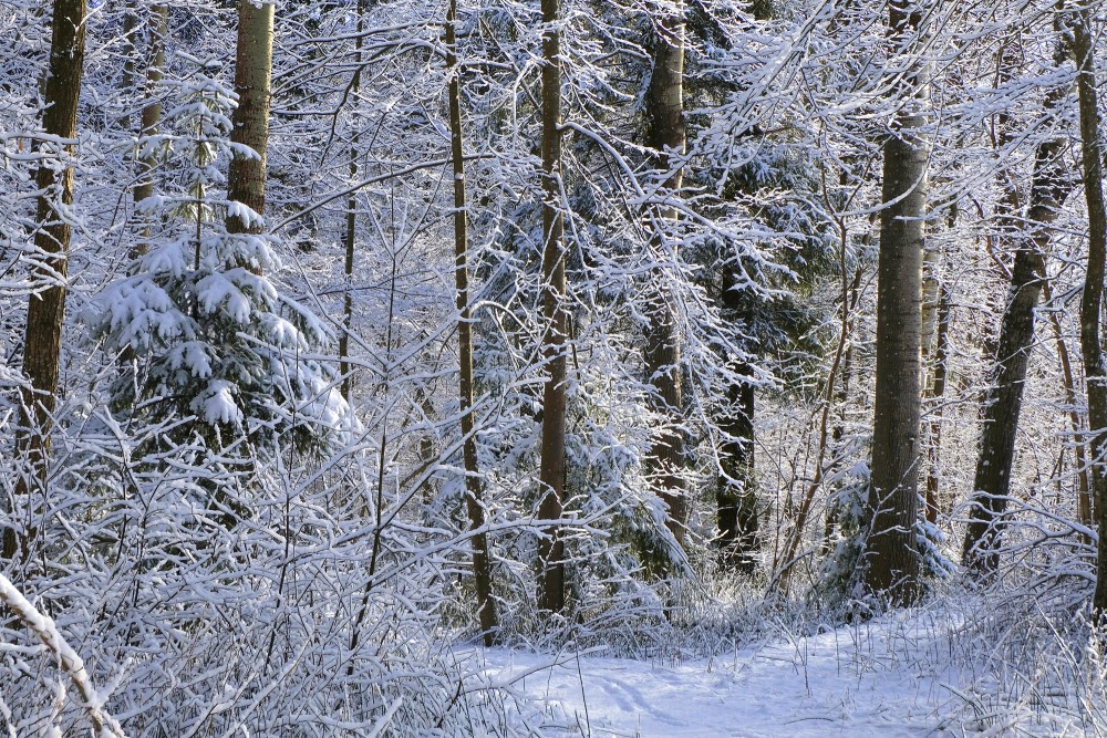 Sunshine in Snowy Ozolnieki Forest