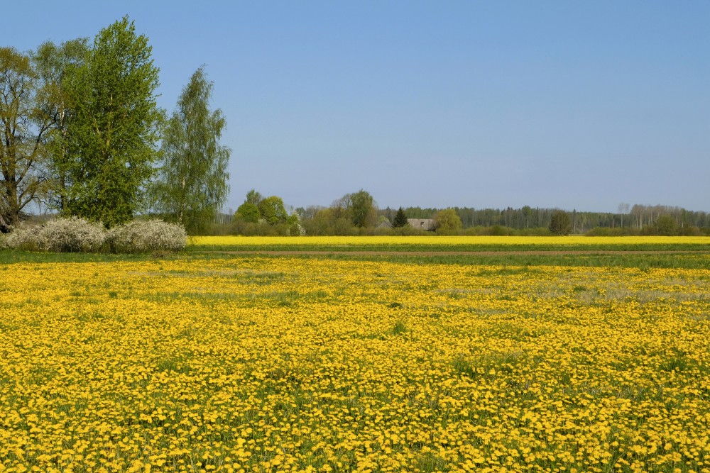 Pavasara ainava ar ziedošu pieneņu pļavu un rapšu lauku