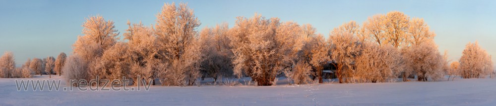 The beauty of frost 