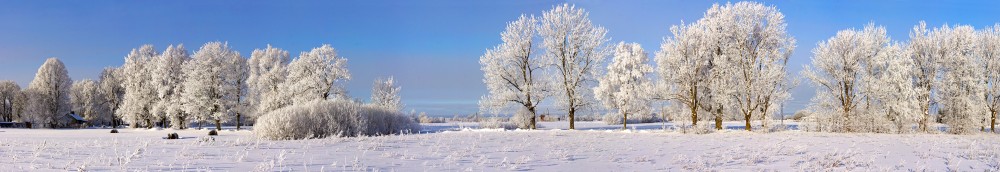 Visi koki apsarmojuši
