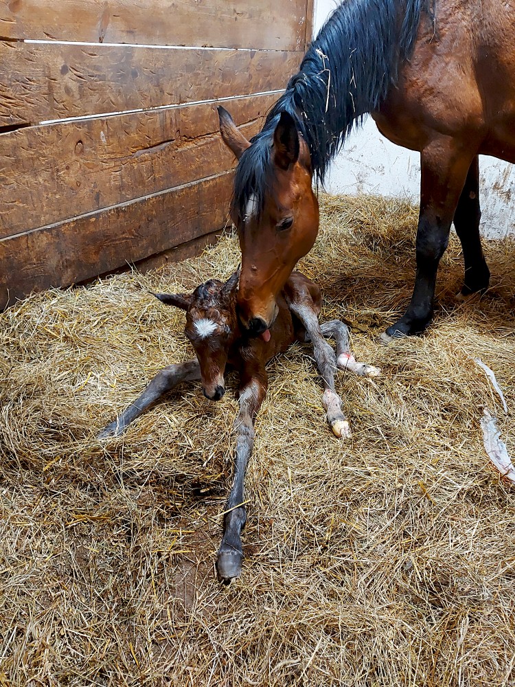 Kumeliņš ar balto zvaigzni