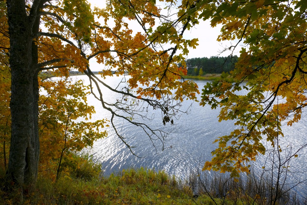 Landscape Of Venta River Near Landze In Autumn