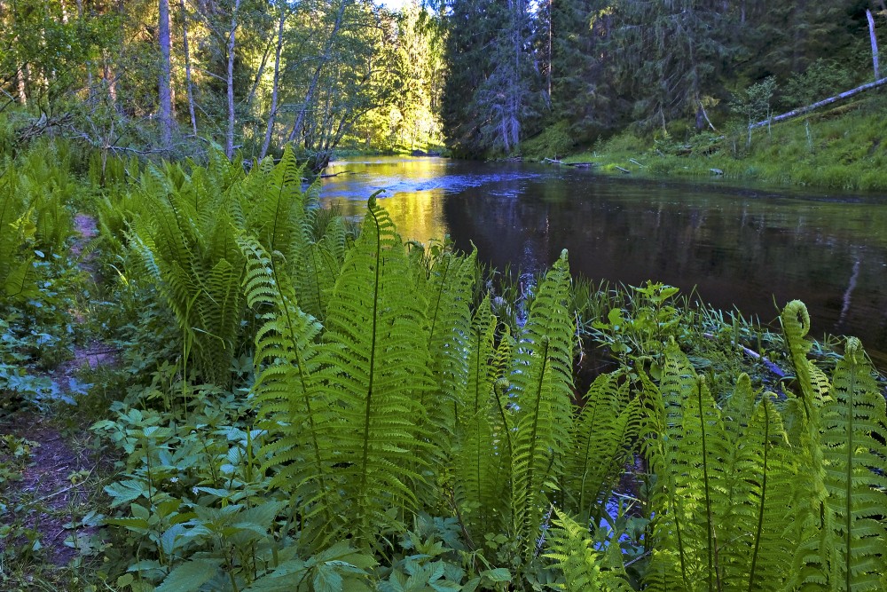 Brasla River Behind Buļu Rock