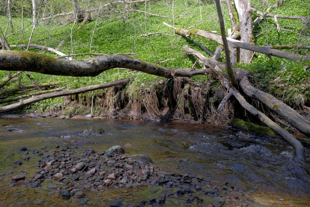 Fallen Trees in Lorumupe River