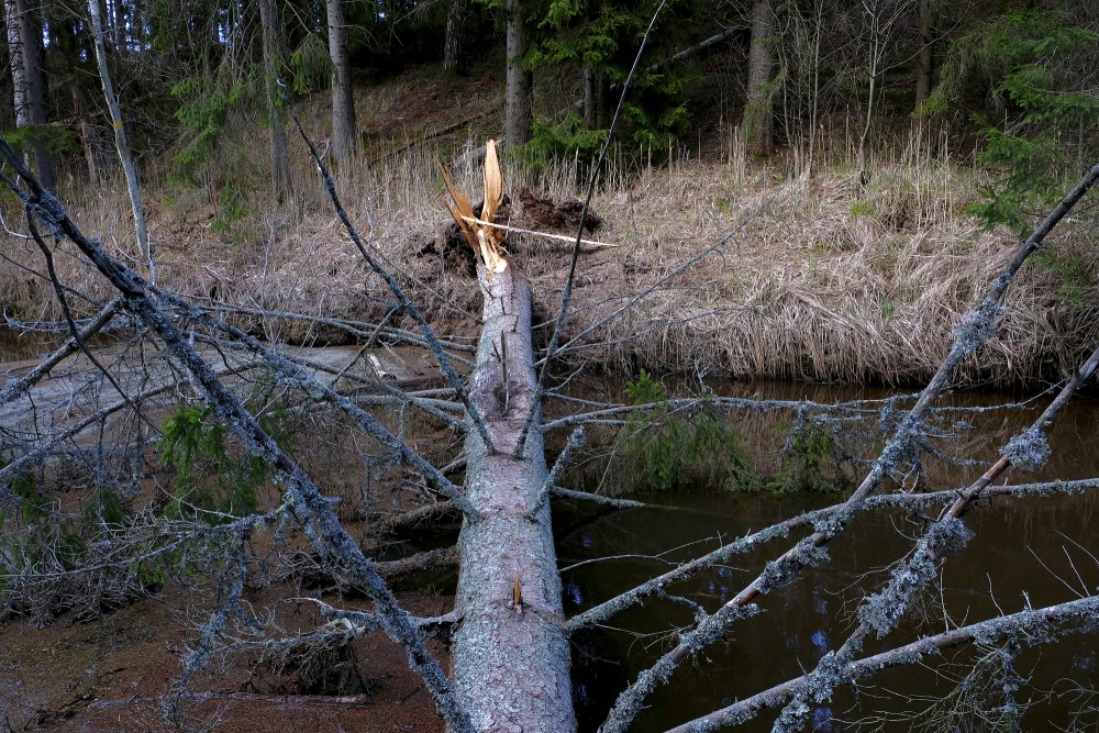 Broken Spruce Across The Roja River
