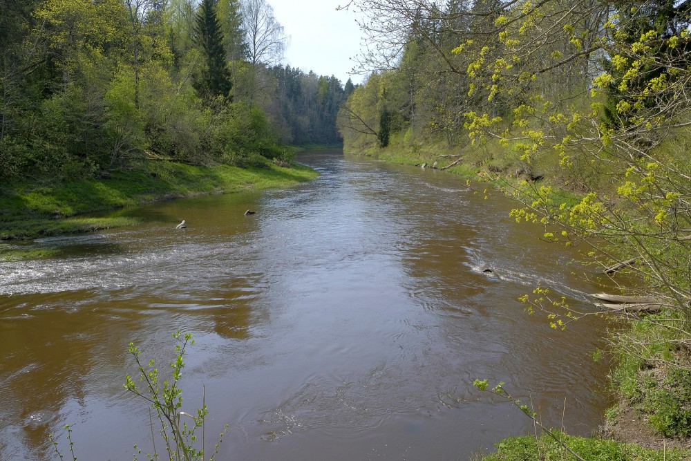 Spring landscape of the Abava River