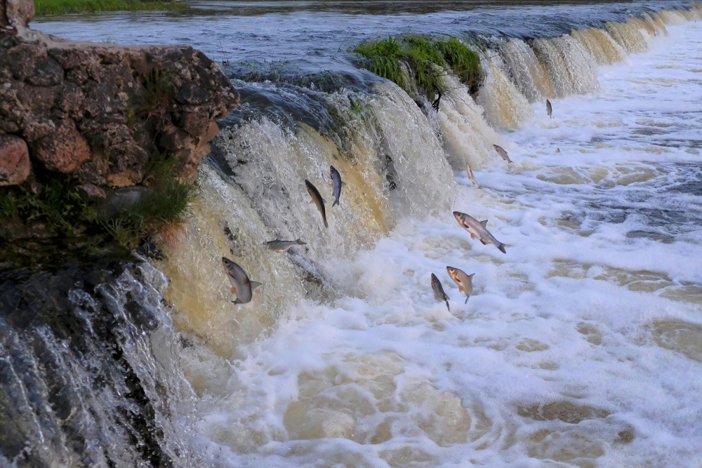 Ventas rumbā lec vimbas