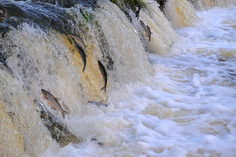 Flying fish of Kuldīga