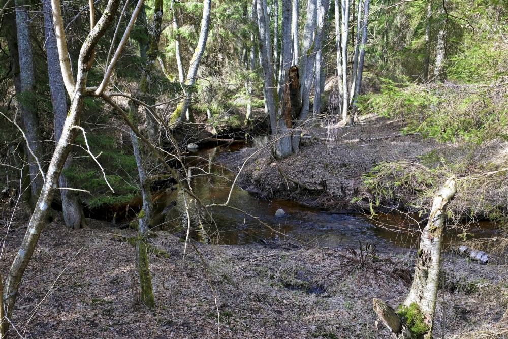 Pitragupe Landscape in Spring