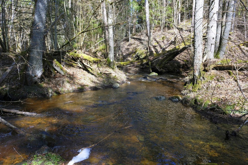 Pitragupe River Landscape in Spring