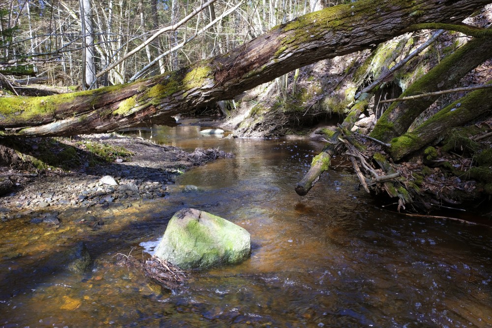 Pitragupe River Landscape in Spring