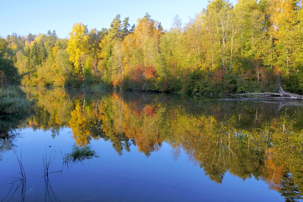 The Reflection of the Trees in the Water of the Abava River