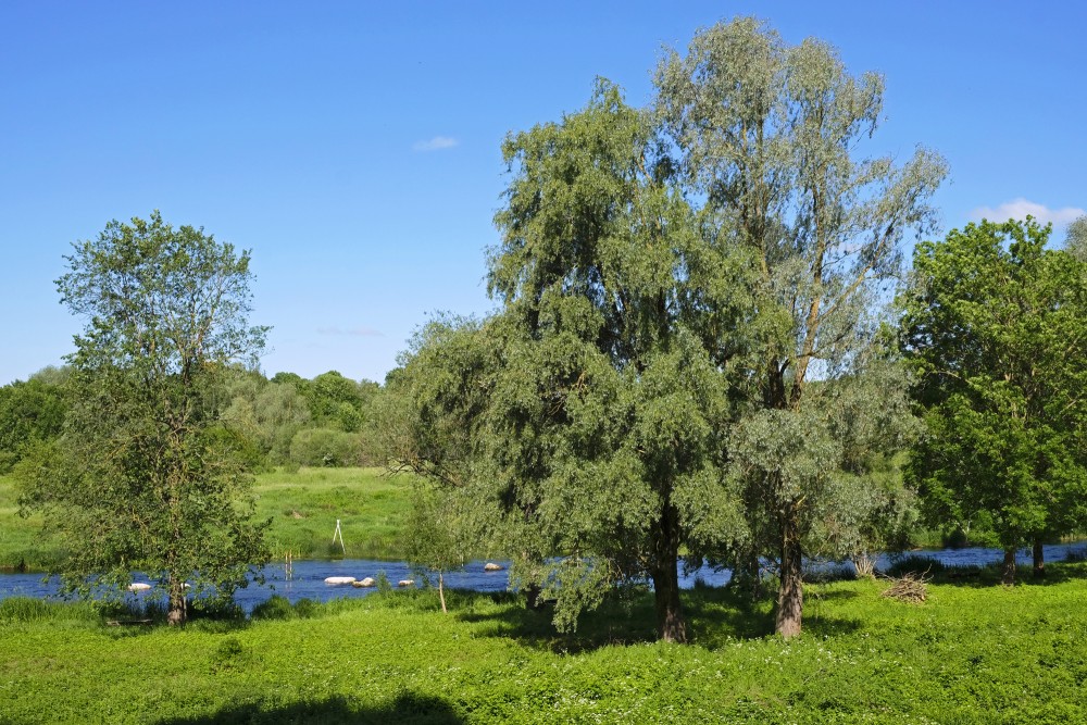 Mēmele River Near Bauska