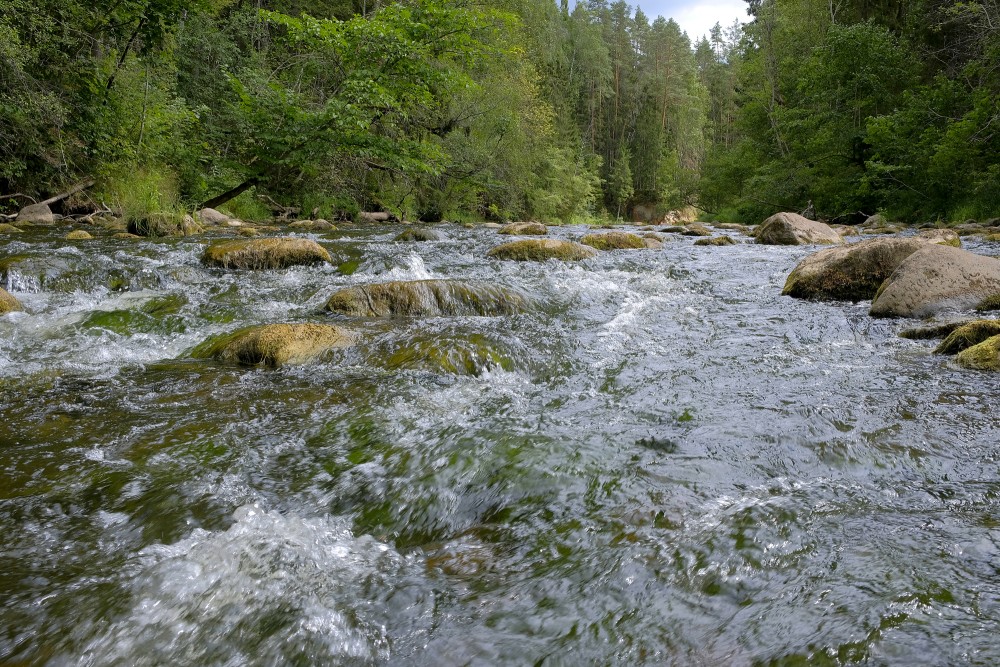 Amata vasaras periodā