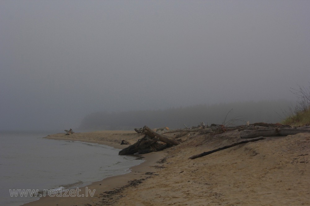 Trees washed ashore near the Rivermouth of Gauja