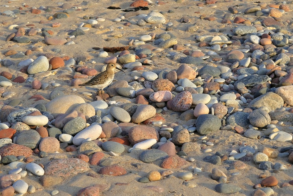 Parastais šņibītis starp pludmales akmeņiem