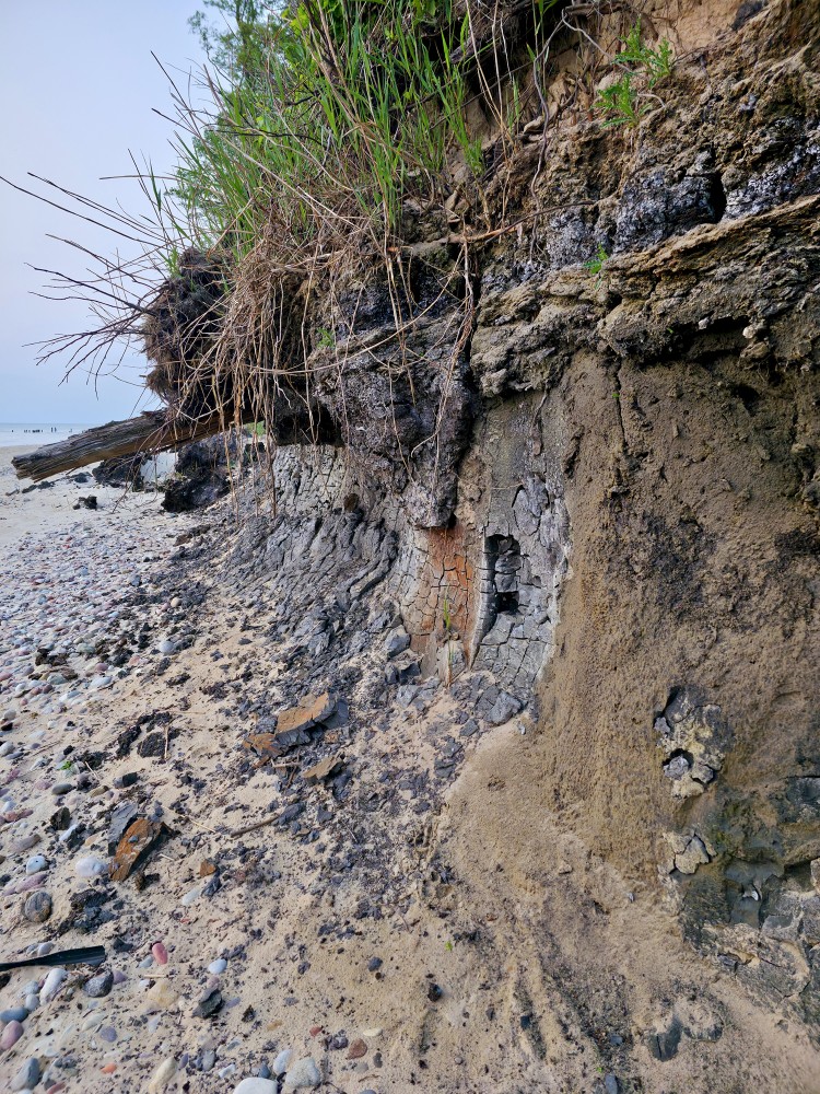 Staldzenes jūrmalas atsegumi, sapropelis