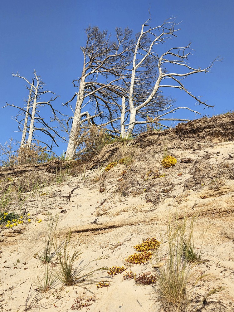 Dead trees on the edge of a steep bank