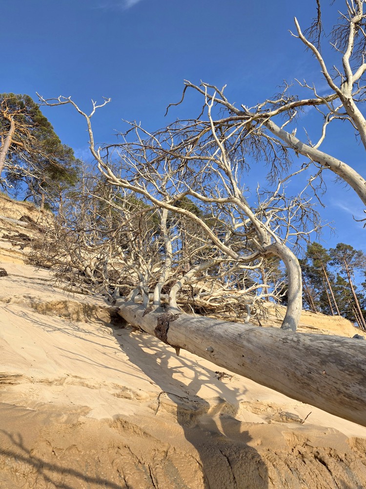 Dead Tree on the Seashore