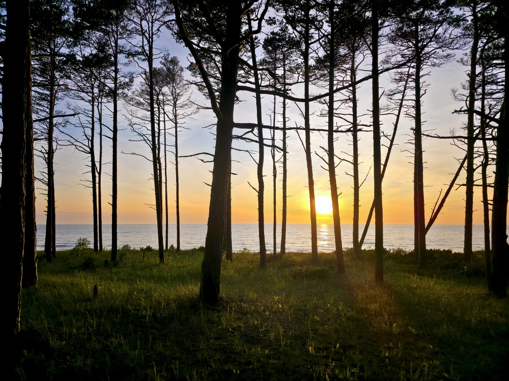 nset on the Baltic Sea, Forest by the Sea