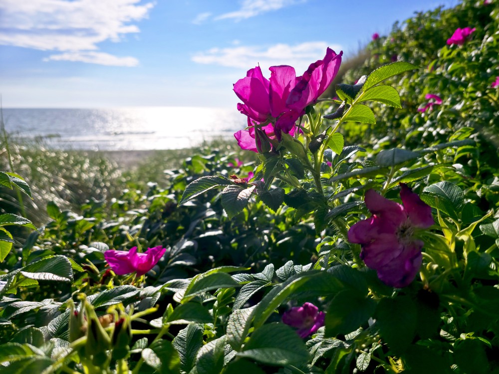Rugosa Rose in the Nida Dunes