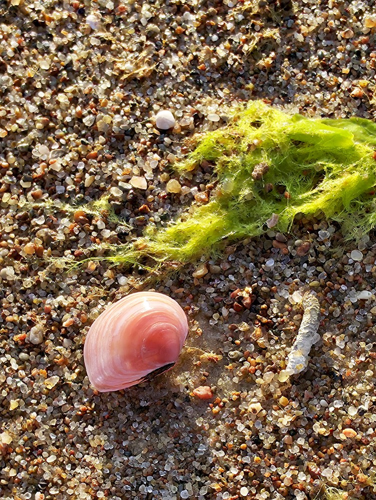 Red Seashell on the Beach