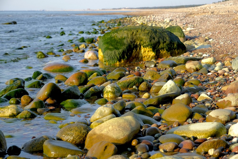 Ar aļģēm apauguši akmeņi Kurzemes jūrmalā