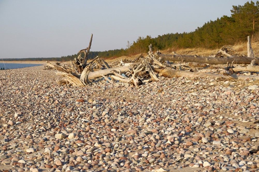 Pebbles and Tree Trunk on the Seashore