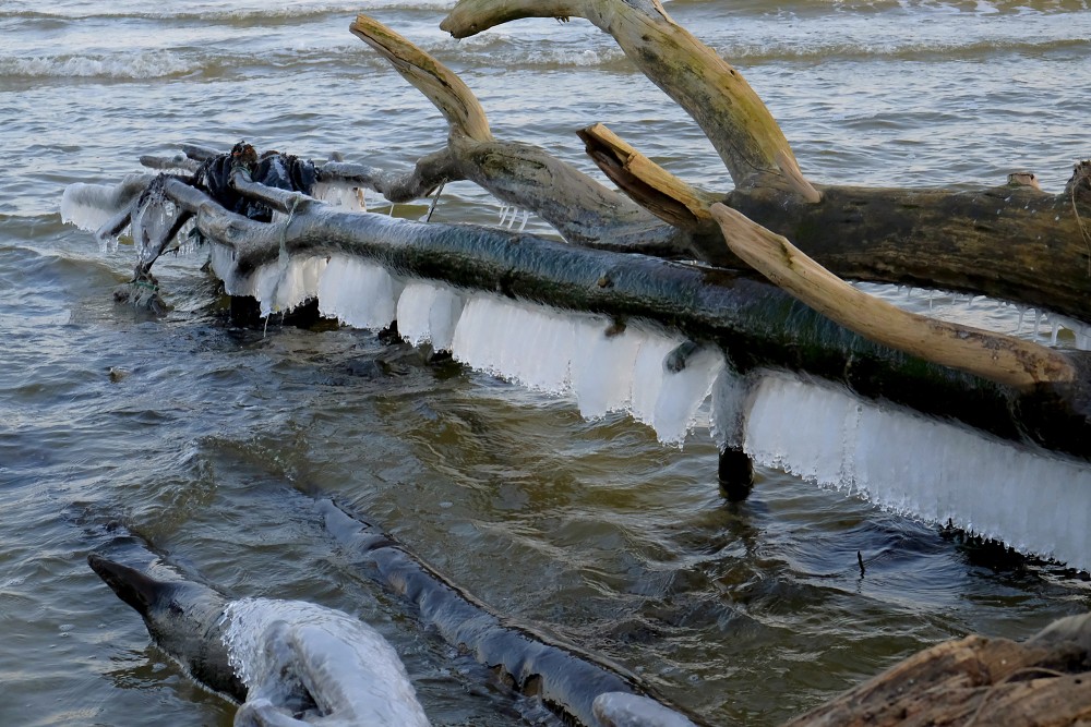 Lāstekas uz vētras nogāztiem kokiem Kolkasragā