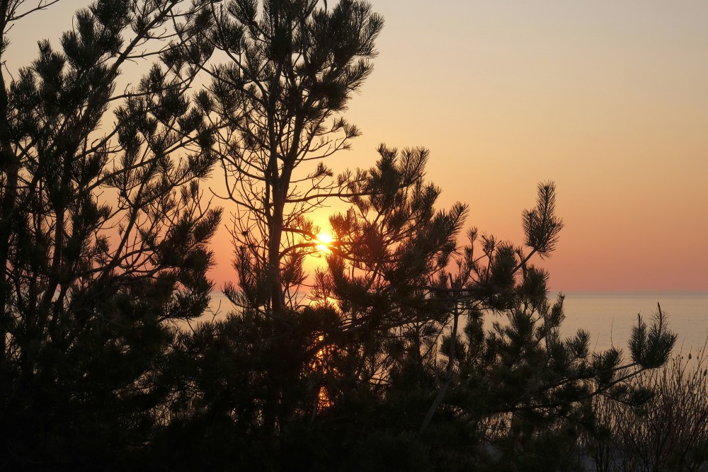 Skatoties uz saulrietu caur priedes zariem