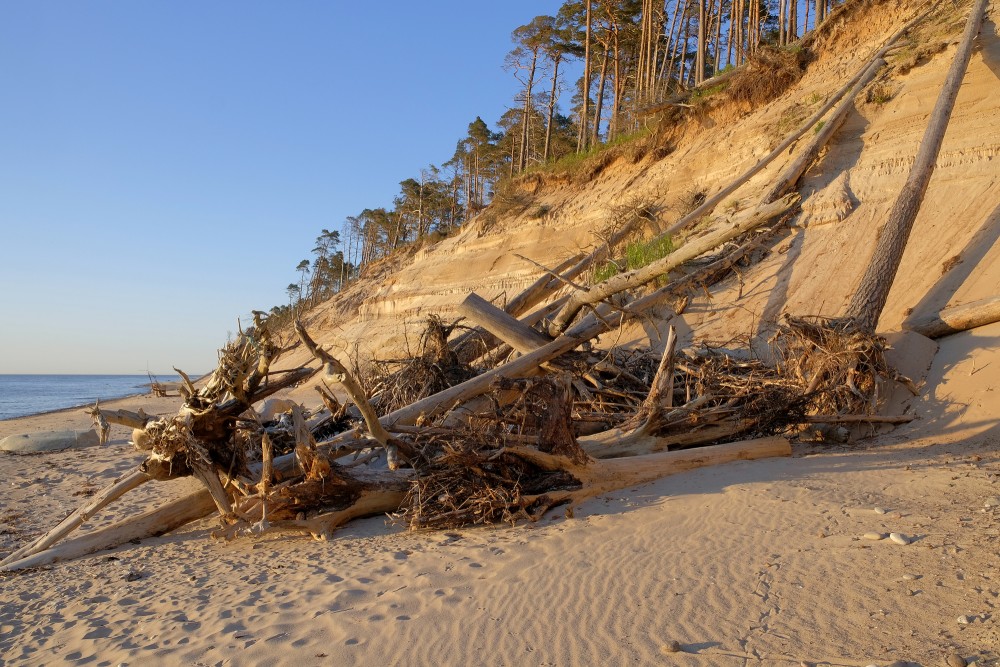 Fallen trees on the shore of Staldzene