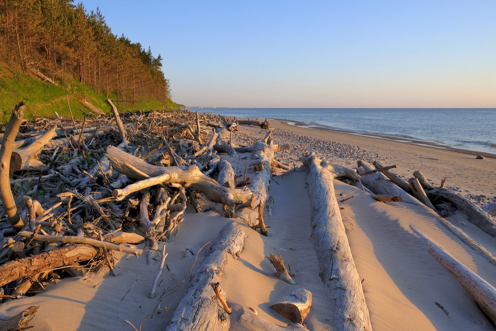 Krituši koki Kurzemes jūrmalas piekrastē