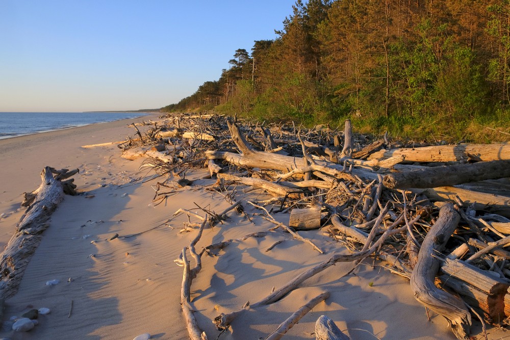 Fallen trees on the coast of Kurzeme Seaside