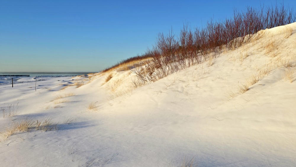 Sunny snow dunes and bare bushes at Pape beach