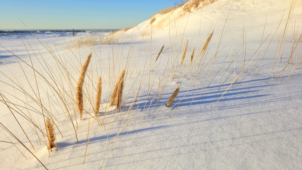 Dry sand reeds in snow at Pape beach dunes