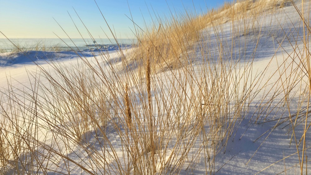 Golden sand reeds on a snowy dune at Pape beach