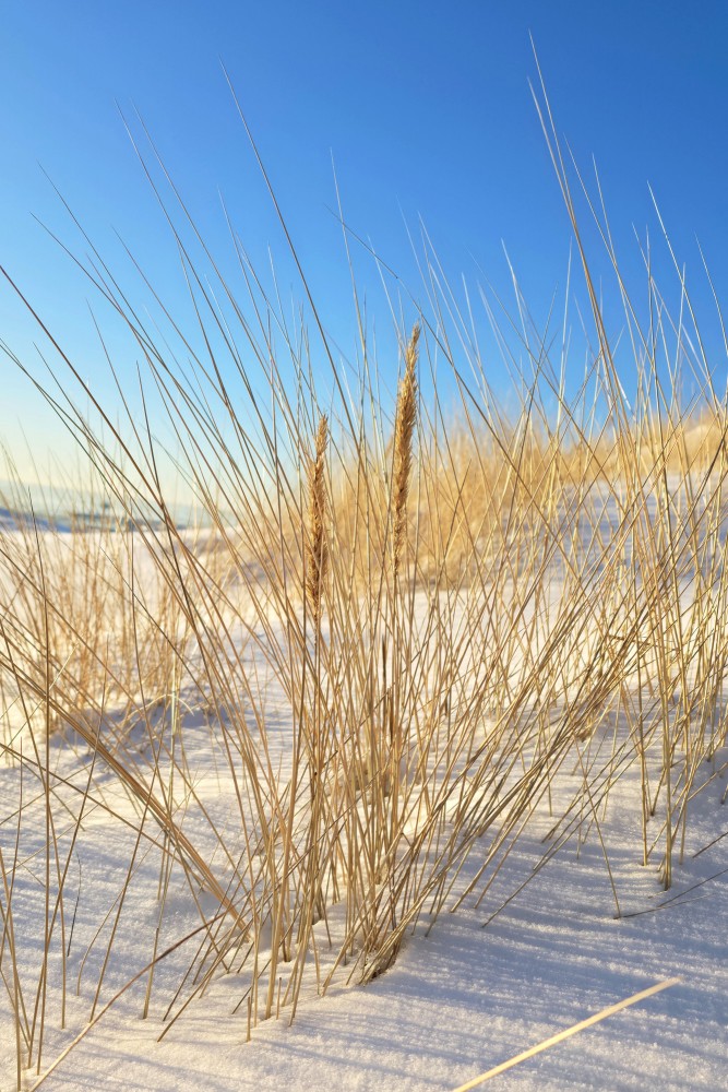 Vertical view of dune reeds in snow at Pape beach