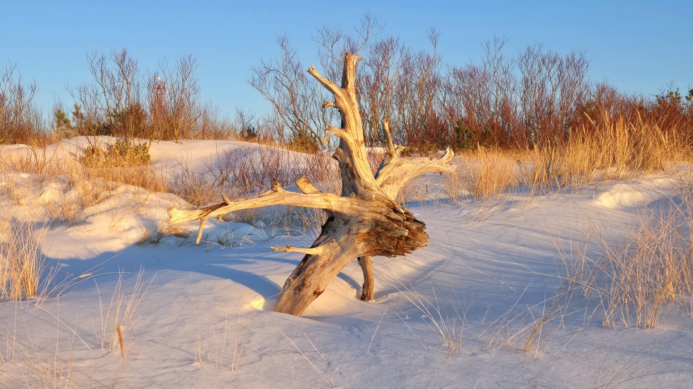 Washed-up tree stump in the snowy dunes of Pape beach